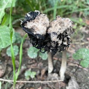 Shaggy Mane