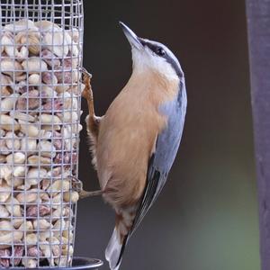 Wood Nuthatch