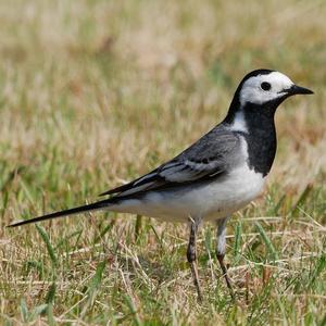 White Wagtail