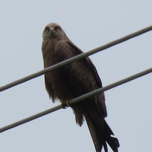 Black Kite