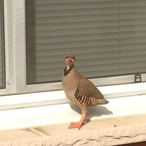 Grey Francolin