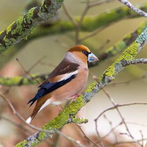 Hawfinch