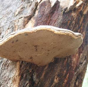 Tinder Polypore