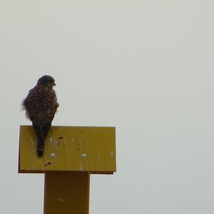 Common Kestrel