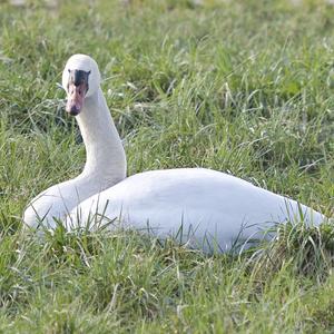 Mute Swan