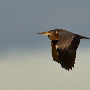 Grey Heron