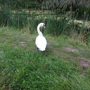 Mute Swan