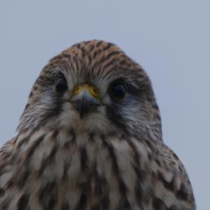 Common Kestrel