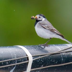 White Wagtail