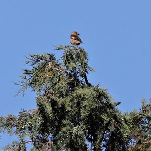 Hawfinch