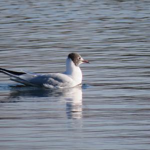 Black-headed Gull