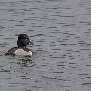 Ring-necked Duck