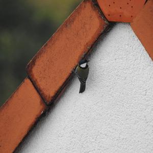 Great Tit