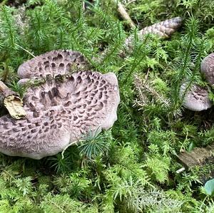 Shingled Hedgehog