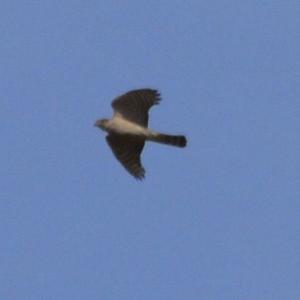 Eurasian Sparrowhawk