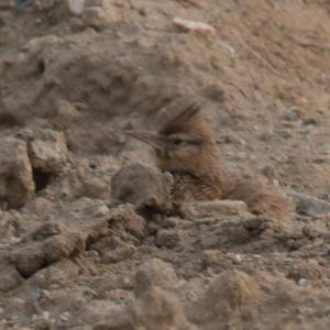 Crested Lark