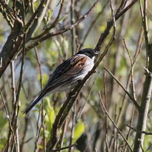 Reed Bunting