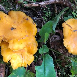 Chanterelle, Common