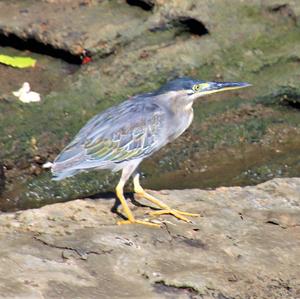 Striated Heron