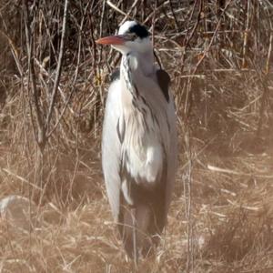 Grey Heron