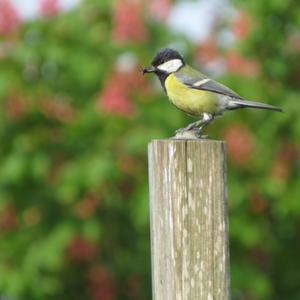 Great Tit