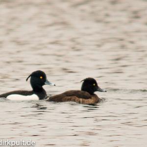 Tufted Duck