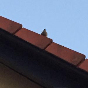 Common Redstart