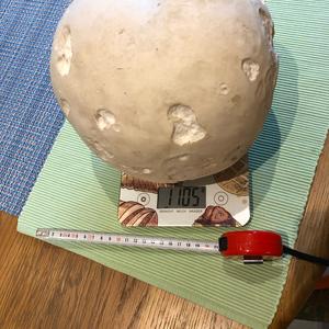 Giant Puffball