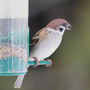 Eurasian Tree Sparrow