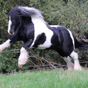 Gypsy Vanner Horse