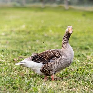 Greylag Goose