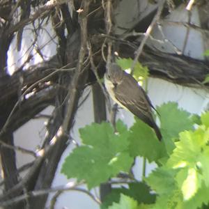 Spotted Flycatcher