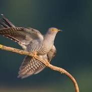 Common Cuckoo