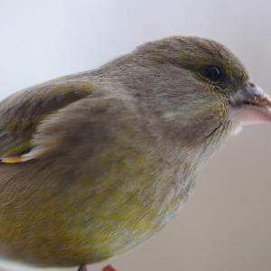 European Greenfinch