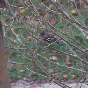 Eurasian Chaffinch