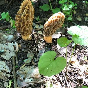 Yellow Morel