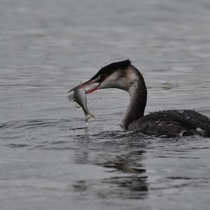 Great Crested Grebe