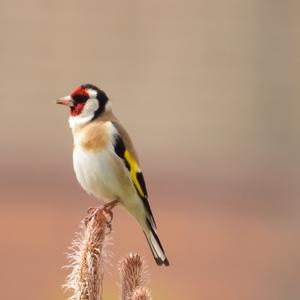 European Goldfinch