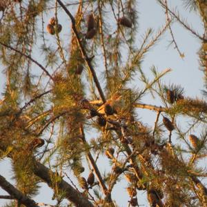 Common Whitethroat