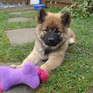 Eurasier