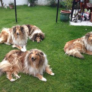 Rough Collie