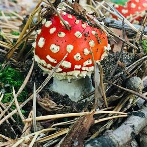 Fly Agaric