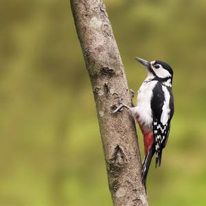 Great Spotted Woodpecker