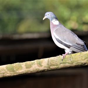 Common Wood-pigeon