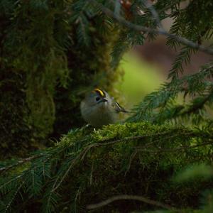 Goldcrest