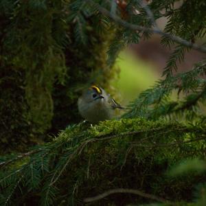 Goldcrest