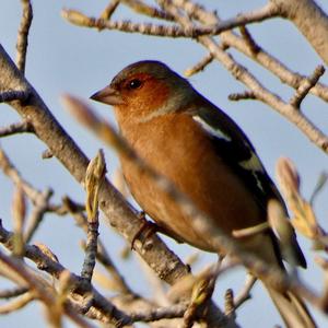 Eurasian Chaffinch