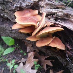 Unknown Species