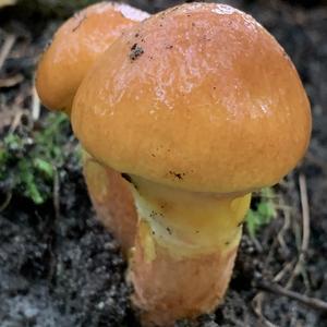 Larch Suillus