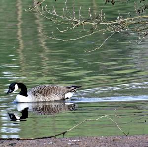 Canada Goose